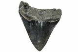 Fossil Megalodon Tooth - South Carolina #310054-1